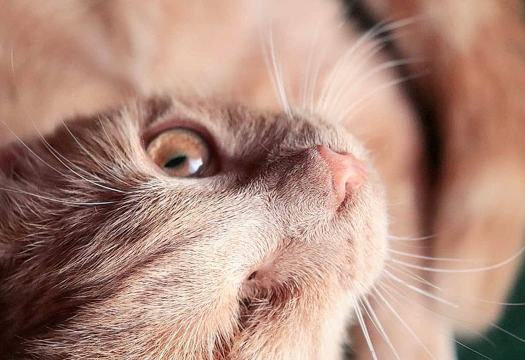 Pirate a rejoint le concours — aidez-le/la à gagner de superbes lots ! carnivore, cat, close_up, ear, eye, fawn, felidae, fur, kitten, nose, photography, small_to_medium_sized_cats, snout, whiskers