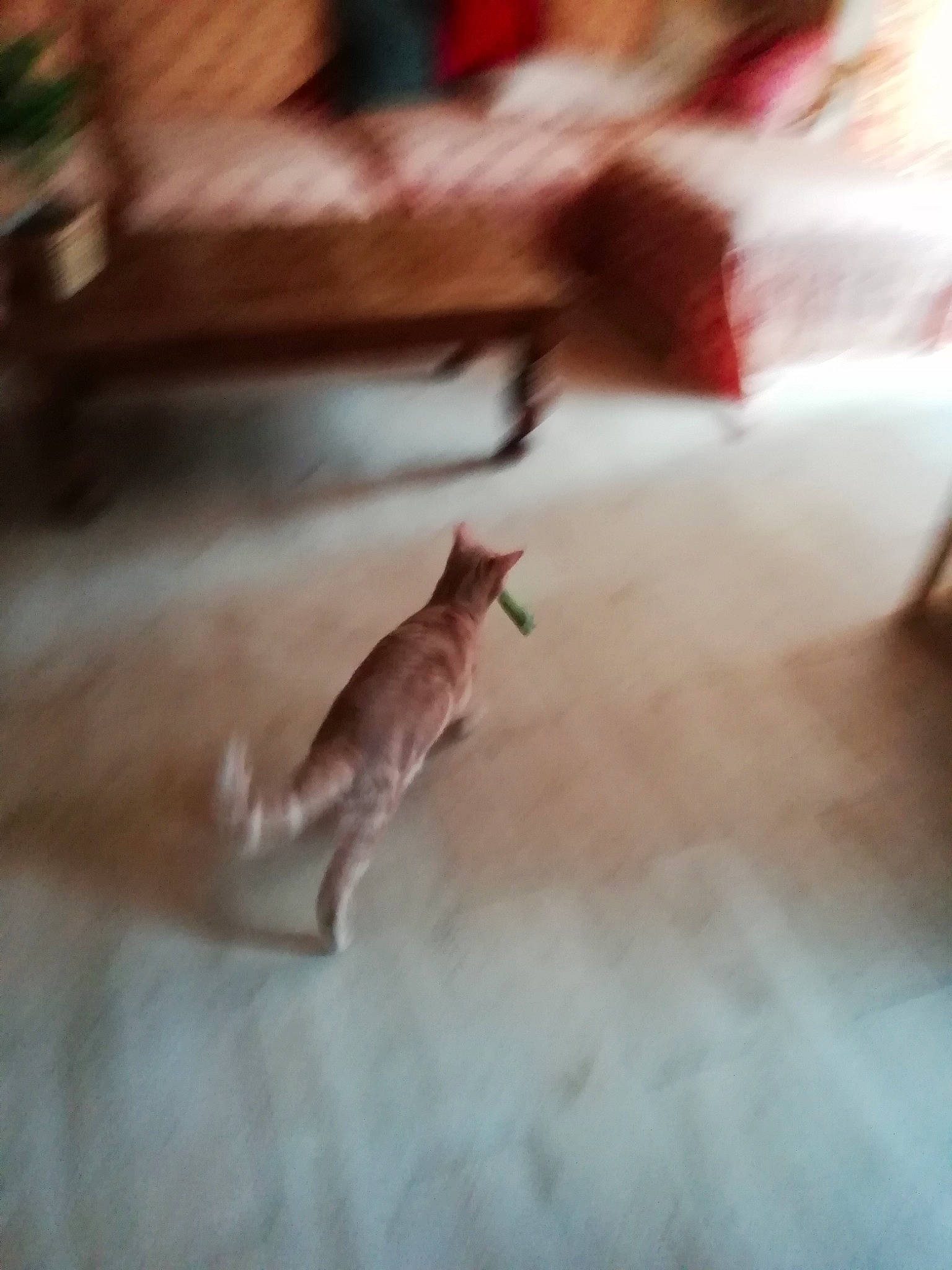 Pirate participe au concours pour gagner de l'argent avec cette photo : cat, fawn, felidae, floor, flooring, room, small_to_medium_sized_cats, tail