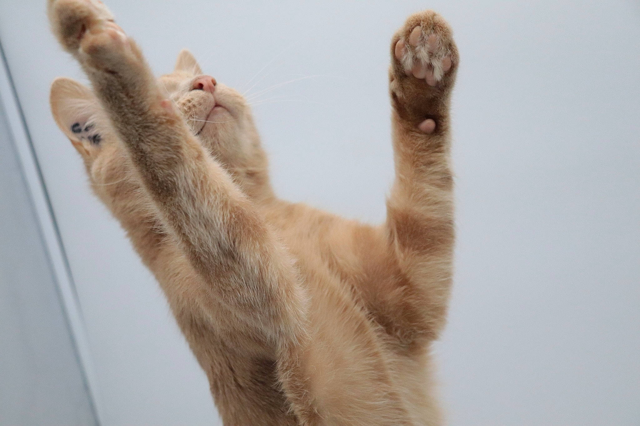 Pirate participe au concours pour gagner de l'argent avec cette photo : carnivore, cat, claw, fawn, felidae, fur, hand, paw, polydactyl_cat, small_to_medium_sized_cats, tail, whiskers