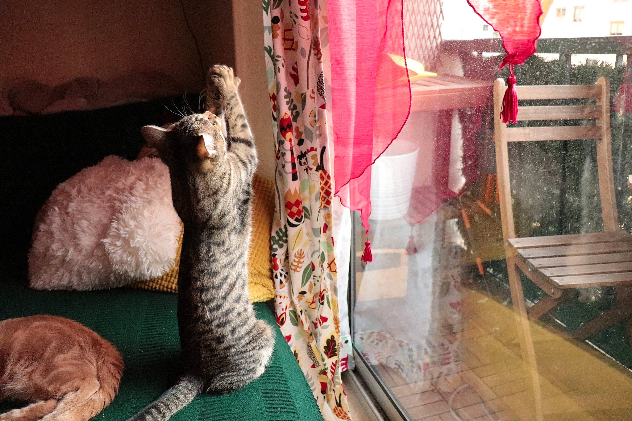 Cayenne participe au concours pour gagner de l'argent avec cette photo : cat, felidae, interior_design, room, small_to_medium_sized_cats, tail