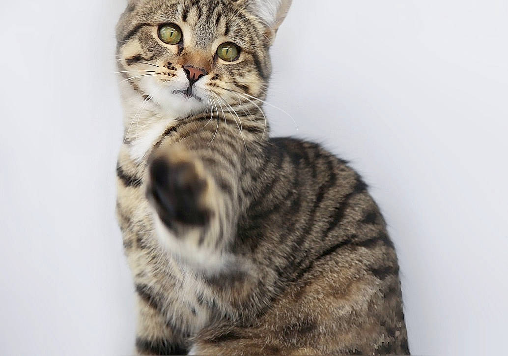 Cayenne participe au concours pour gagner de l'argent avec cette photo : american_shorthair, american_wirehair, asian, australian_mist, california_spangled, carnivore, cat, domestic_short_haired_cat, dragon_li, egyptian_mau, european_shorthair, felidae, kitten, mammal, ocicat, pixie_bob, small_to_medium_sized_cats, tabby_cat, vertebrate, whiskers