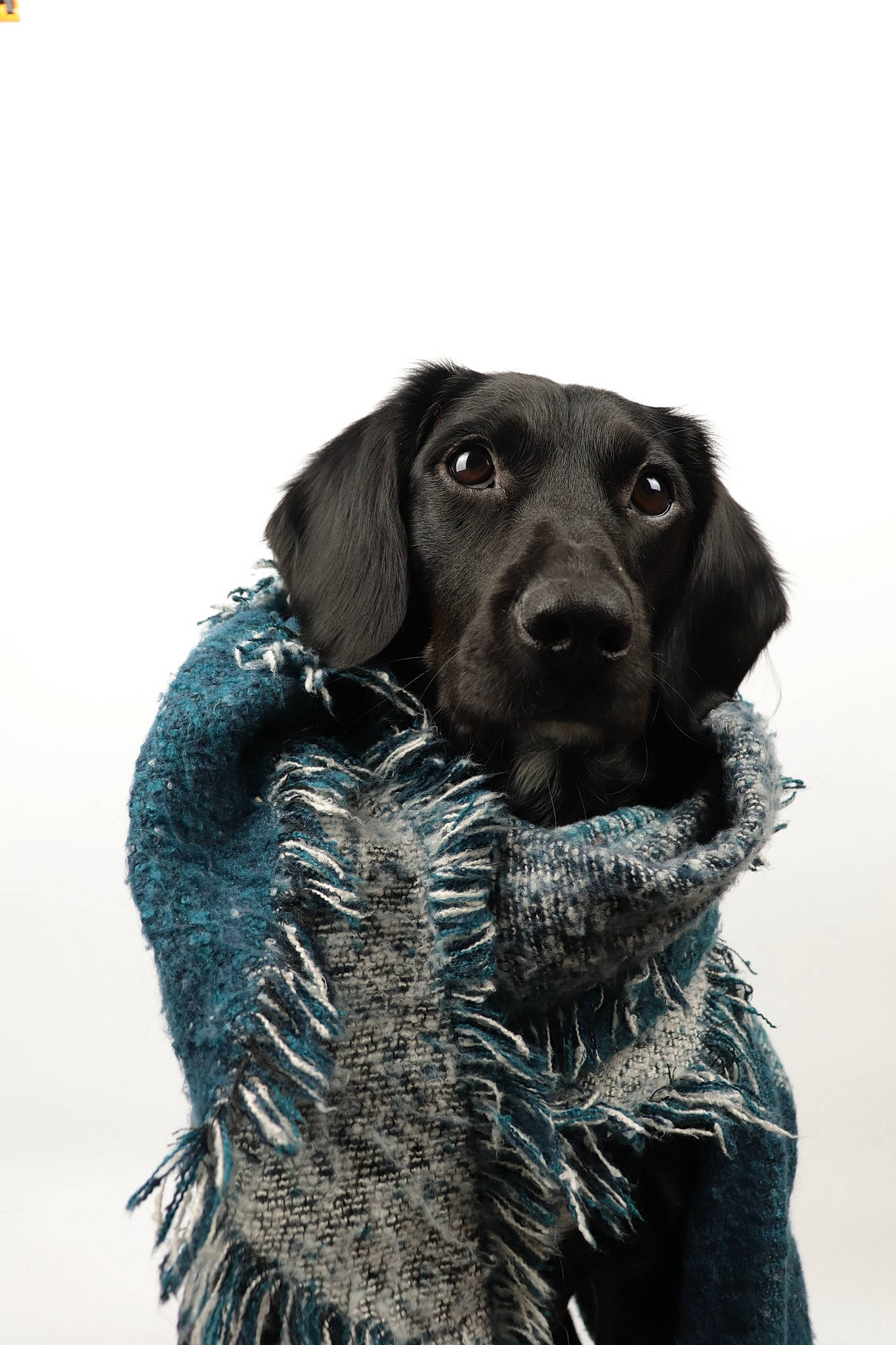 Charly a rejoint le concours — aidez-le/la à gagner de superbes lots ! beagador, canidae, carnivore, dog, dog_breed, fur, german_shorthaired_pointer, gun_dog, hunting_dog, labrador_retriever, pointing_breed, puppy, retriever, snout, sporting_group