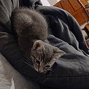 Moose is registered to the contest to win money with this photo: kitten, gray_cat, blanket, indoor, furniture, wooden_dresser, curious, soft_texture, pet, animal, cozy, bed, person, legs, floor, home, comfort, resting, whiskers, cute