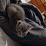 kitten, gray_cat, blanket, indoor, furniture, wooden_dresser, curious, soft_texture, pet, animal, cozy, bed, person, legs, floor, home, comfort, resting, whiskers, cute