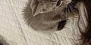 Moose is registered to the contest to win money with this photo: kitten, cat, gray_tabby, bed, quilt, textured, black_hat, plush_toy, cozy, curious, indoor, pet, feline, fur, whiskers, animal, cute, resting, soft, young