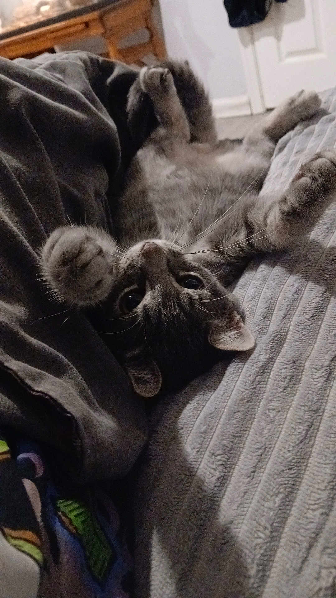 Moose is registered to the contest to win money with this photo: cat, gray_tabby, upside_down, paws, whiskers, blanket, indoor, cozy, feline, pet, bed, relaxed, fur, cute, animal, domestic, closeup, mammal, resting, soft