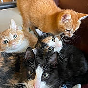 Luna is registered to the contest to win money with this photo: animal, black_and_white_cat, blanket, calico_cat, cat, close_up, curious, cute, domestic_animal, feline, fur, ginger_cat, group, indoor, kitten, pet, playful, resting, snuggling, whiskers