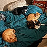 Luna is registered to the contest to win money with this photo: animal, bed, black_cat, blanket, calico_cat, cat, cats, comfort, cozy, domestic_animal, fur, furniture, indoor, lying_down, orange_cat, pet, pillow, relaxation, resting, sleeping