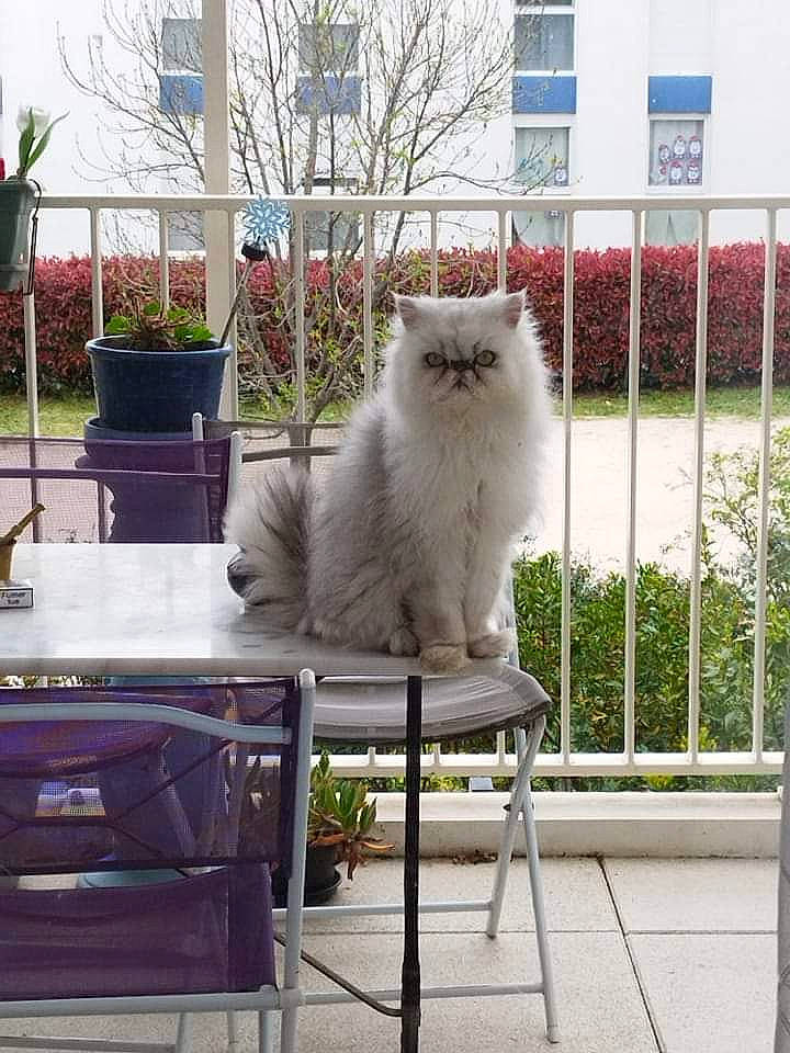 Aaty participe au concours pour gagner de l'argent avec cette photo : british_longhair, building, carnivore, cat, felidae, fence, fur, glass, grass, grey, metal, plant, rectangle, small_to_medium_sized_cats, table, tail, tree, whiskers, window, wood