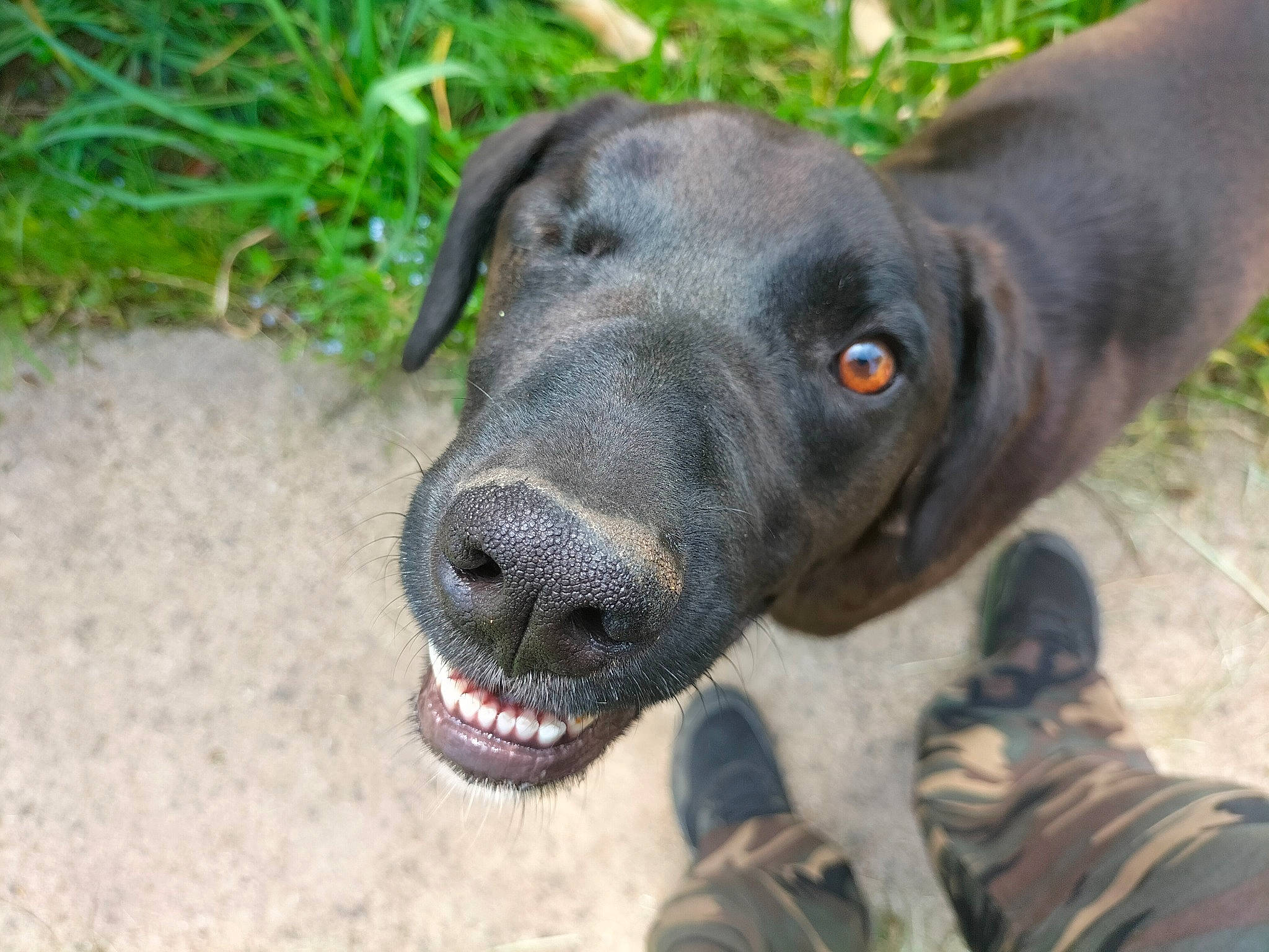 Paco participe au concours pour gagner de l'argent avec cette photo : borador, canidae, carnivore, collar, companion_dog, dog, dog_breed, dog_collar, eye, grass, gun_dog, hunting_dog, plant, retriever, snout, sporting_group, terrestrial_animal, whiskers, working_animal, working_dog