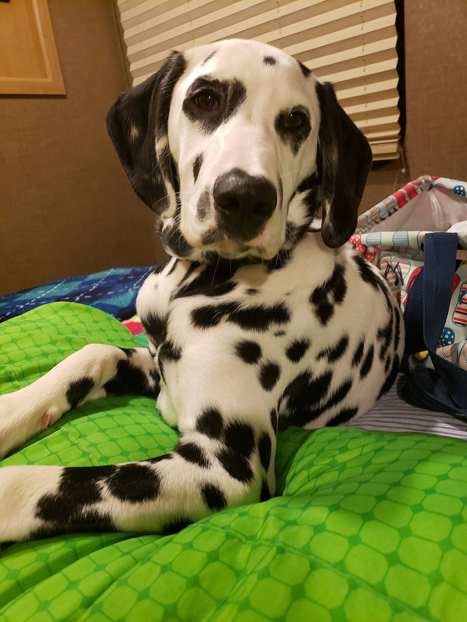 Perseus is registered to the contest to win money with this photo: braque_dauvergne, canidae, carnivore, companion_dog, dalmatian, dog, dog_breed, mammal, non_sporting_group, snout, sporting_group, vertebrate