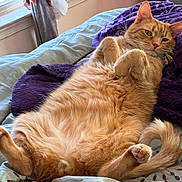 Kevin joined the competition — help win amazing prizes! bed, blanket, cat, cozy, curtain, cute, domestic_animal, feline, fur, indoor, lying_down, orange_tabby, paw, pet, pillow, relaxed, sleepy, tail, whiskers, window