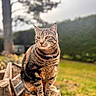 Pulco a rejoint le concours — aidez-le/la à gagner de superbes lots ! cat, tabby_cat, animal, pet, outdoor, garden, backyard, tree_stump, wood, nature, greenery, grass, portrait, sitting, standing, feline, whiskers, ears, striped_fur, sunlight