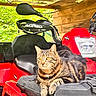 Pulco a rejoint le concours — aidez-le/la à gagner de superbes lots ! cat, tabby_cat, animal, pet, fur, striped_fur, amber_eyes, whiskers, sitting, alert, atv, quad_bike, all_terrain_vehicle, red_vehicle, vehicle, handlebars, headlight, mirror, wooden_shelter, outdoors