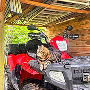 Pulco a rejoint le concours — aidez-le/la à gagner de superbes lots ! cat, tabby_cat, animal, pet, atv, quad_bike, vehicle, red_vehicle, outdoor, garage, shed, wooden_structure, forest, greenery, rustic, machinery, off_road, transportation, whiskers, sitting