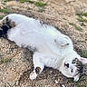 Mouchou a rejoint le concours — aidez-le/la à gagner de superbes lots ! cat, feline, white_fur, tabby_markings, lying_down, belly_up, raised_paw, green_eyes, animal_face, whiskers, ears, tail, outdoor, ground, dirt, grass, nature, playful, relaxed, close_up