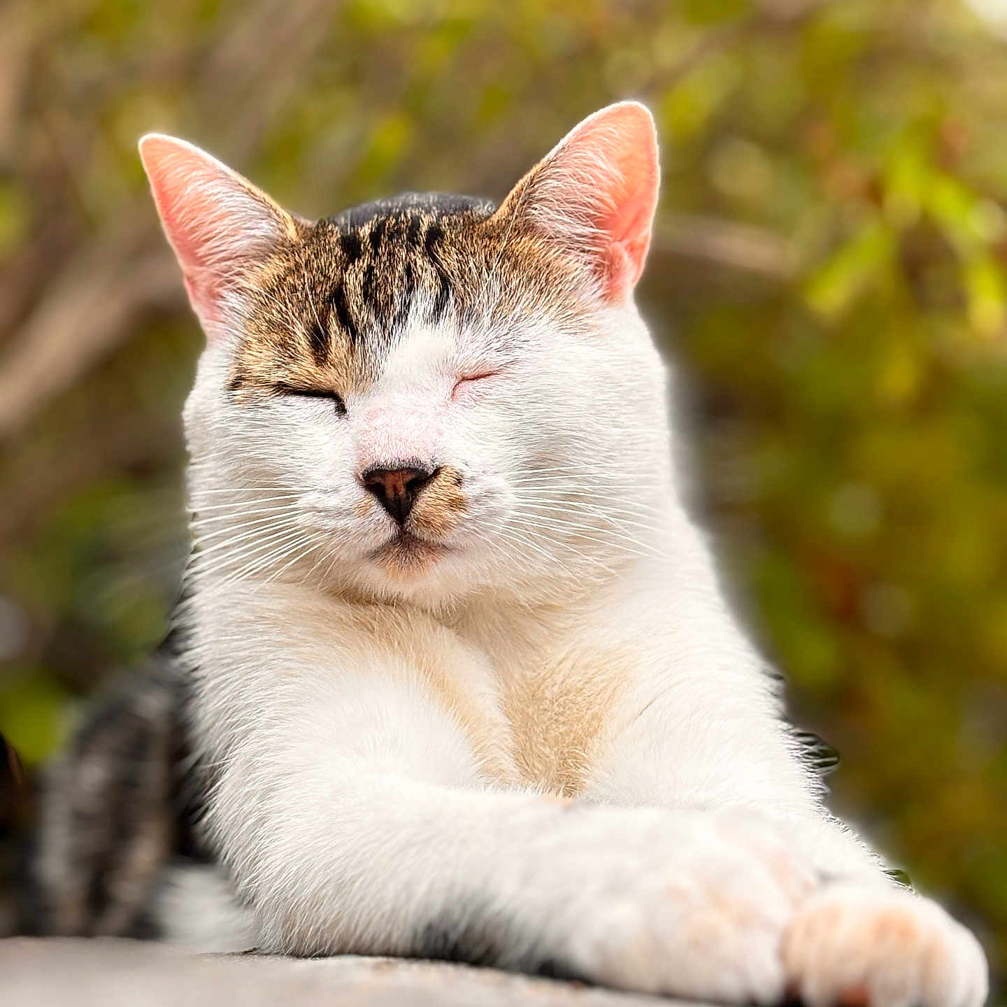 Mouchou participe au concours pour gagner de l'argent avec cette photo : cat, feline, pet, animal, portrait, close_up, white_fur, tabby, striped_fur, closed_eyes, sleepy, relaxed, whiskers, ears, pink_nose, front_paws, lying_down, outdoor, greenery, bokeh