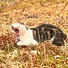 Mouchou participe au concours pour gagner de l'argent avec cette photo : cat, yawning, tabby, white_cat, animal, pet, outdoors, woodland, forest, autumn, fallen_leaves, grass, fern, nature, sunlight, warm_tones, bokeh, close_up, lying_down, funny_expression