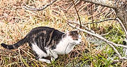 Mouchou a rejoint le concours — aidez-le/la à gagner de superbes lots ! cat, tabby_cat, white_cat, animal, pet, outdoors, woodland, forest, grass, wet_grass, puddle, water, reflection, tree, branches, nature, crouching, alert, short_hair, wildlife_photography