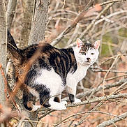 Mouchou a rejoint le concours — aidez-le/la à gagner de superbes lots ! cat, cats, feline, animals, pet, outdoor, nature, tree, branches, perched, climbing, tabby, black_and_white, calico, white_fur, green_eyes, whiskers, ears, autumn, wildlife