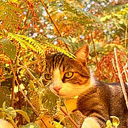 Morjito participe au concours pour gagner de l'argent avec cette photo : cat, calico_cat, feline, animal, pet, outdoors, garden, foliage, leaves, branches, vegetation, nature, wildlife, portrait, close_up, greenery, orange, white, brown, camouflage