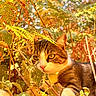 cat, calico_cat, feline, animal, pet, outdoors, garden, foliage, leaves, branches, vegetation, nature, wildlife, portrait, close_up, greenery, orange, white, brown, camouflage