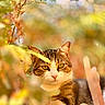 cat, tabby_cat, white_and_brown, feline, animal, pet, portrait, close_up, outdoor, nature, foliage, leaves, autumn, sunlight, bokeh, shallow_depth_of_field, golden_light, whiskers, green_eyes, camouflage
