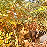 cat, calico_cat, animal, pet, feline, face, eyes, whiskers, ears, fur, outdoor, nature, vegetation, ferns, foliage, garden, wildlife, sunlight, camouflage, portrait