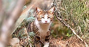 Morjito a rejoint le concours — aidez-le/la à gagner de superbes lots ! cat, animal, pet, tabby, striped_fur, white_chest, white_paws, outdoors, forest, woodland, pine_branches, dry_grass, nature, wildlife, standing, squinting, portrait, camouflage, shallow_depth_of_field, sunlight