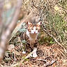 cat, animal, pet, tabby, striped_fur, white_chest, white_paws, outdoors, forest, woodland, pine_branches, dry_grass, nature, wildlife, standing, squinting, portrait, camouflage, shallow_depth_of_field, sunlight