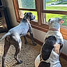 Alfalfa joined the competition — help win amazing prizes! dog, window, indoor, carpet, sunlight, collar, wooden_frame, pet, animal, looking_out, side_view, two_dogs, curious, domestic, companions, home, daylight, relaxed, shadow, floor
