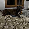 animal, bed, blanket, brown, comfort, cozy, curious, dog, domestic, fur, indoor, pet, relaxed, resting, room, sleeping_area, tail, white_markings, window, wooden_frame