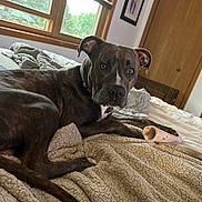 Alfalfa joined the competition — help win amazing prizes! dog, brindle, bed, blanket, bone, indoor, window, wooden_door, framed_picture, pet, animal, curious, cozy, relaxed, fur, paw, collar, room, home, daylight