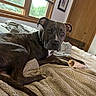animal, bed, blanket, bone, brindle, collar, cozy, curious, daylight, dog, framed_picture, fur, home, indoor, paw, pet, relaxed, room, window, wooden_door