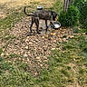 animal, brindle, canine, collar, curious, daylight, dog, dry_grass, fence, fence_post, grass, green_grass, ground, muddy, nature, outdoor, pet, rocks, water_bowl, water_faucet