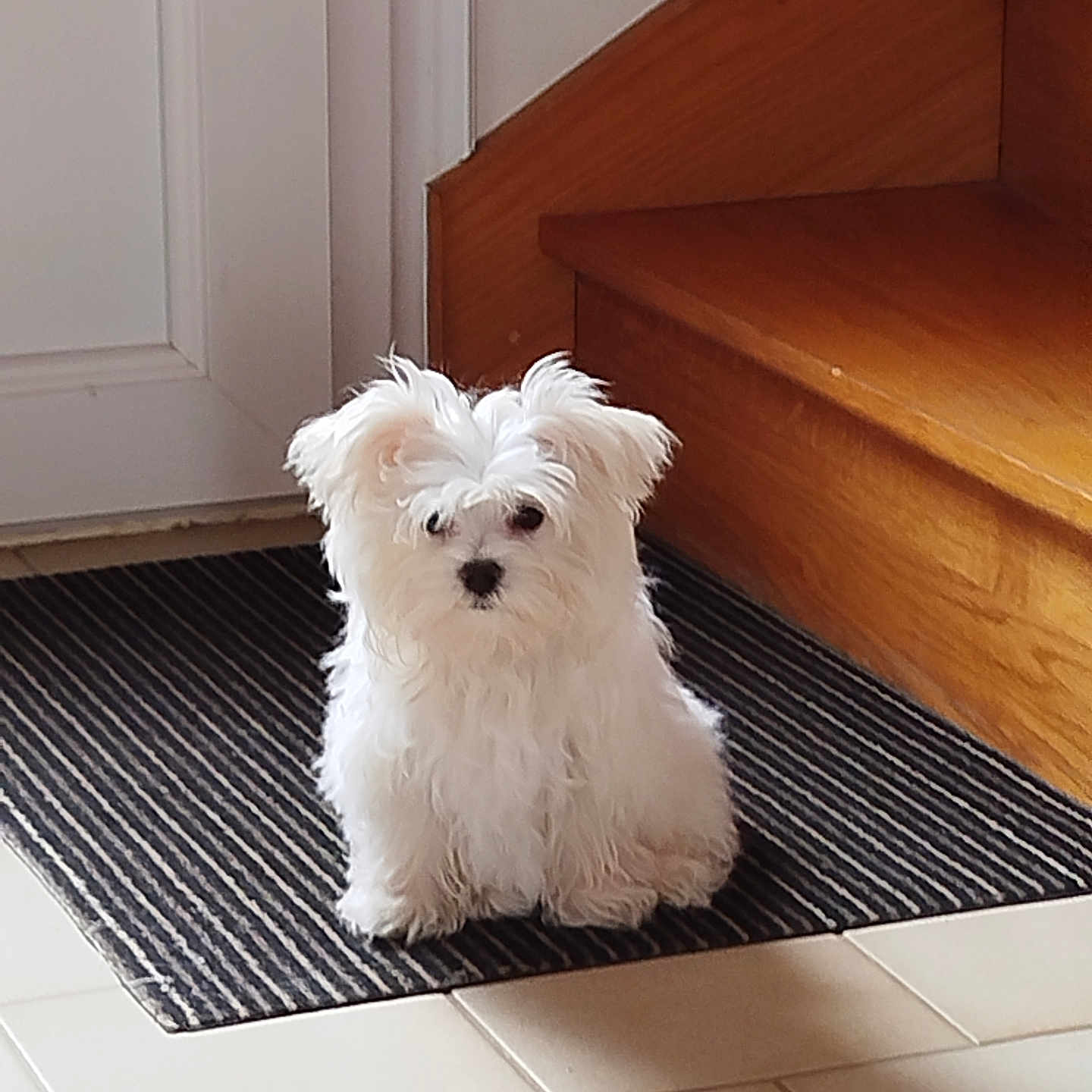 Aska participe au concours pour gagner de l'argent avec cette photo : dog, white_dog, fluffy, small_dog, indoor, stairs, door, mat, striped_mat, tile_floor, pet, cute, animal, companion, household, waiting, curious, fur, domestic, portrait