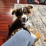Scout is registered to the contest to win money with this photo: dog, puppy, indoor, floor, rug, wooden_floor, person, slippers, paw, playful, happy, brown_coat, white_coat, black_coat, pet, collar, toy, cage, home, living_room