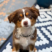 Scout is registered to the contest to win money with this photo: puppy, dog, pet, brown, white, black, fur, cute, outdoor, patterned_rug, collar, ears, sitting, portrait, animal, young_dog, close_up, curious, eyes, nose