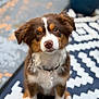 puppy, dog, pet, brown, white, black, fur, cute, outdoor, patterned_rug, collar, ears, sitting, portrait, animal, young_dog, close_up, curious, eyes, nose