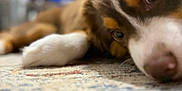 Scout joined the competition — help win amazing prizes! dog, close_up, lying_down, carpet, indoor, brown, white, animal, pet, snout, eyes, fur, blurred_background, cozy, resting, domestic, companion, canine, soft_light, home