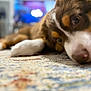 dog, close_up, lying_down, carpet, indoor, brown, white, animal, pet, snout, eyes, fur, blurred_background, cozy, resting, domestic, companion, canine, soft_light, home