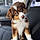 Scout