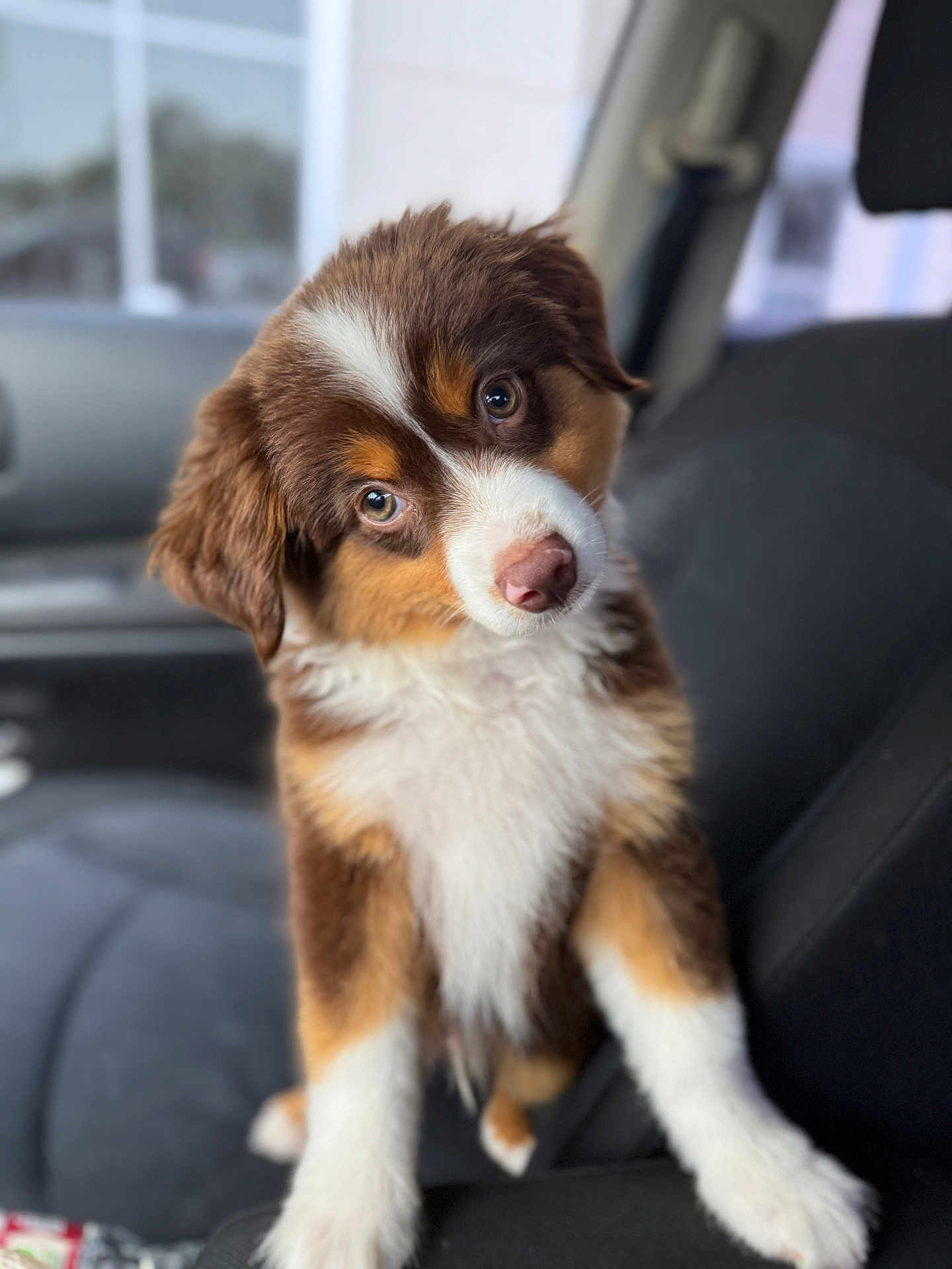 Scout joined the competition — help win amazing prizes! puppy, dog, brown, white, fur, car, seat, cute, pet, animal, indoor, fluffy, portrait, young, canine, head_tilt, looking, soft_focus, adorable, eyes