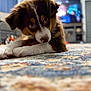 Scout is registered to the contest to win money with this photo: puppy, dog, cute, lying_down, carpet, indoor, pet, animal, fur, ears, eyes, nose, living_room, blurred_background, home, floor, closeup, expression, young, adorable
