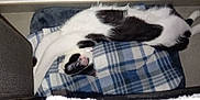 Harlem participe au concours pour gagner de l'argent avec cette photo : cat, black_and_white, sleeping, stretched, blanket, plaid, cozy, indoor, feline, resting, fur, pet, relaxed, comfort, animal, nap, soft, cute, domestic, home