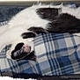 cat, black_and_white, sleeping, stretched, blanket, plaid, cozy, indoor, feline, resting, fur, pet, relaxed, comfort, animal, nap, soft, cute, domestic, home