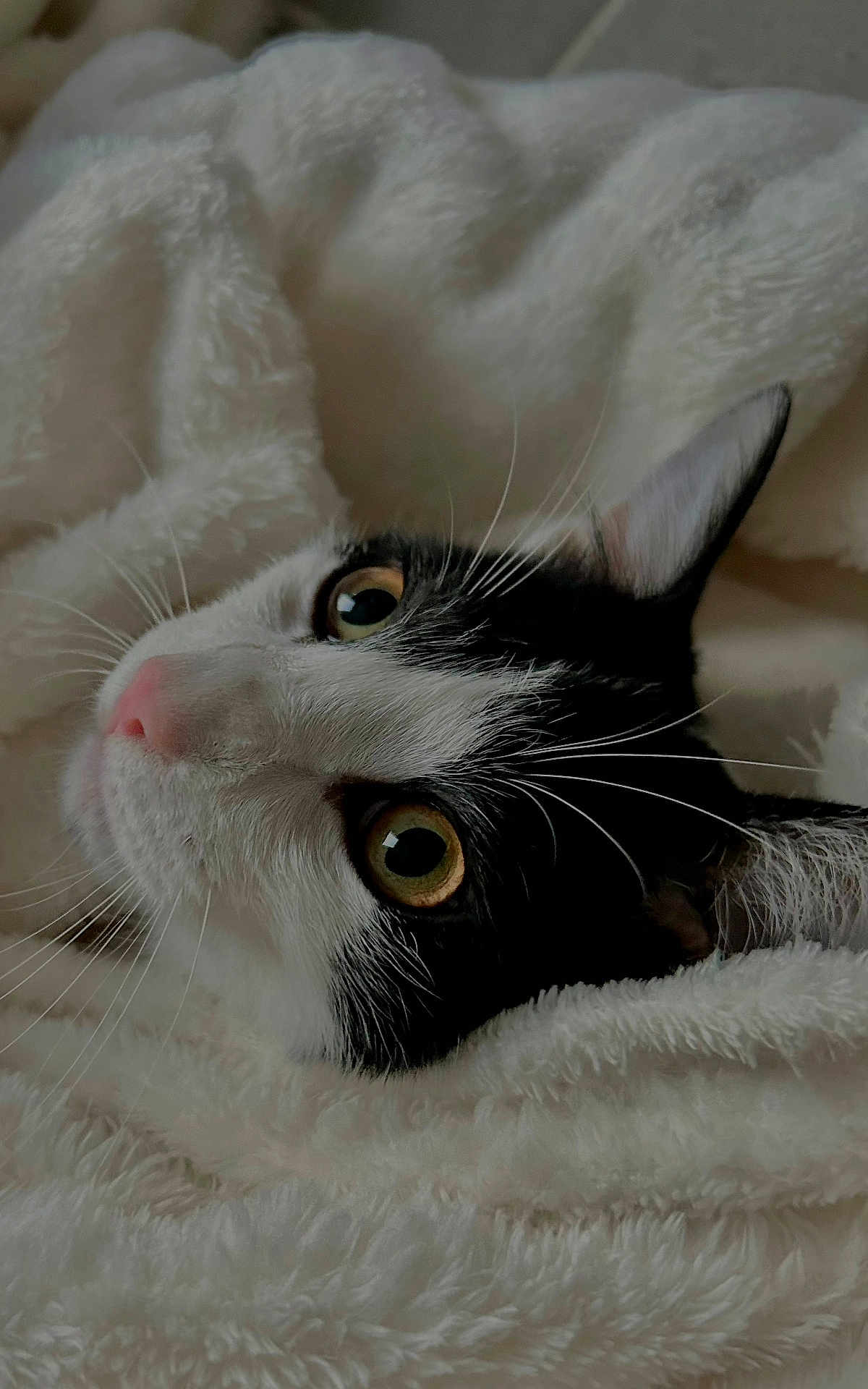 Harlem participe au concours pour gagner de l'argent avec cette photo : cat, animal, pet, black_and_white, eyes, whiskers, nose, fur, blanket, cozy, indoor, closeup, cute, sleepy, face, portrait, soft, relaxing, comfort, feline