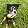 dog, puppy, graduation_cap, graduation_gown, grass, outdoor, cute, black, brown, white, animal, pet, sitting, young, fur, ears, eyes, nose, portrait, celebration