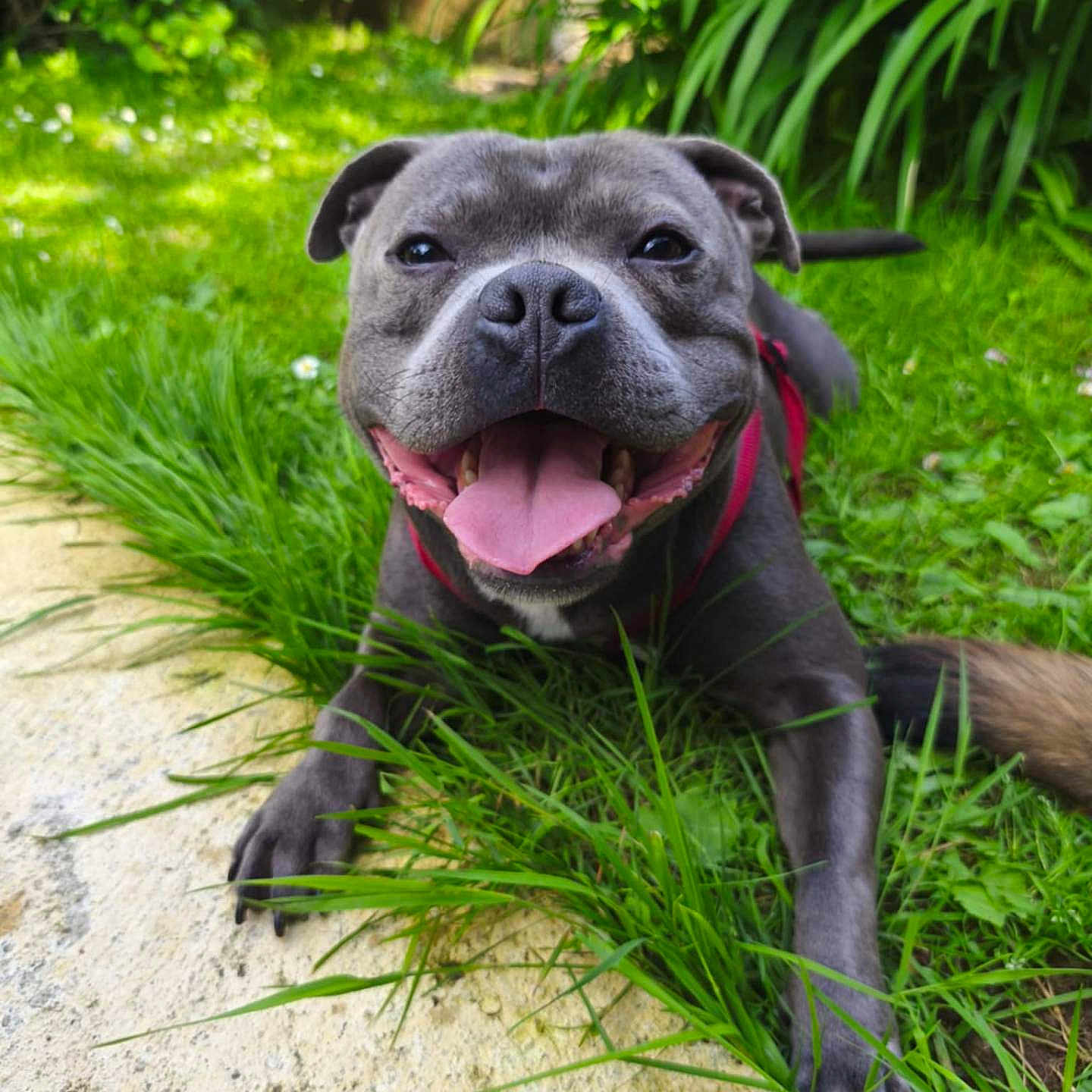 Simba a rejoint le concours — aidez-le/la à gagner de superbes lots ! animal, canine, close_up, dog, friendly, garden, grass, gray_dog, greenery, happy, laying_down, nature, outdoor, path, pet, playful, smiling, sunny, tongue, tongue_out