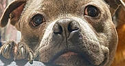 Simba a rejoint le concours — aidez-le/la à gagner de superbes lots ! adorable, brown, canine, claws, close_up, cute, dog, ears, eyes, face, funny, gray, indoors, muzzle, nose, paw, pet, portrait, short_hair, wrinkled